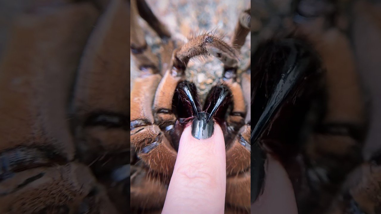 HUGE spider fangs #shorts