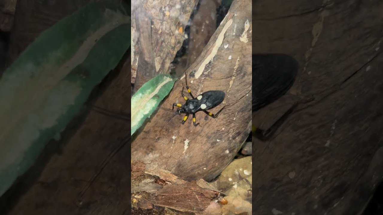 When Assassin Bug MEETS Darkling Beetle ~ What will happen?