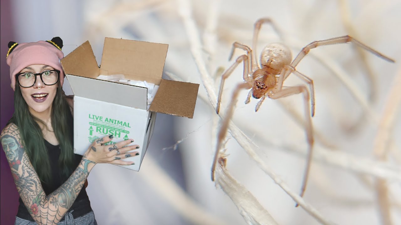 UNBOXING a VENOMOUS *WHITE* Black Widow (yes a BLACK WIDOW that is WHITE) panther mantis & MORE!