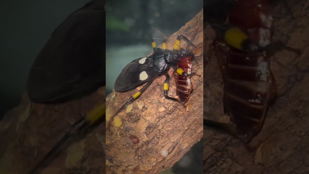 Assassin Bugs vs Cockroaches MASSACRE !!! 🗡🩸 #shorts