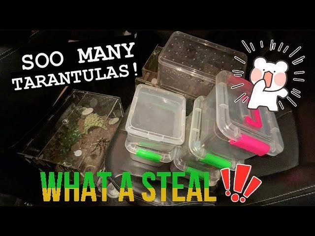 BUNCH of New TARANTULAS ~ WHAT A STEAL !!!!