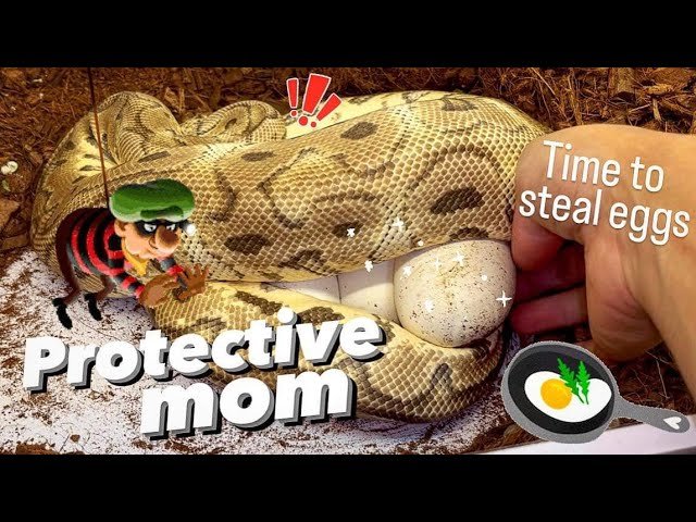 OMGGG MY SNAKE LAID EGGS!!! Who is the father?? 🐍 🥚🥚🥚🥚🥚