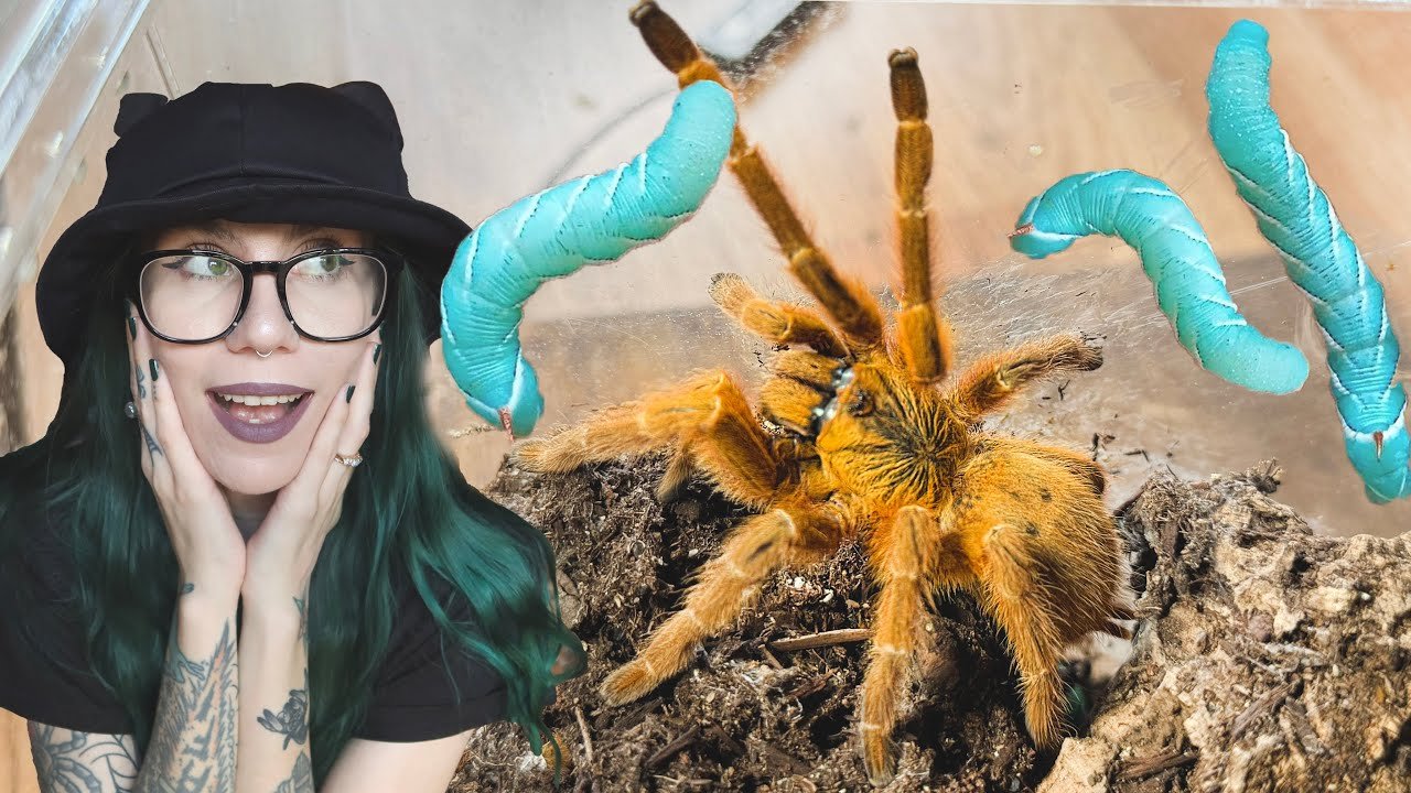 Spider LITERALLY *HISSES* AT ME (yes they CAN HISS) Feeding my Tarantulas GUMMY WORMS! 200K Special