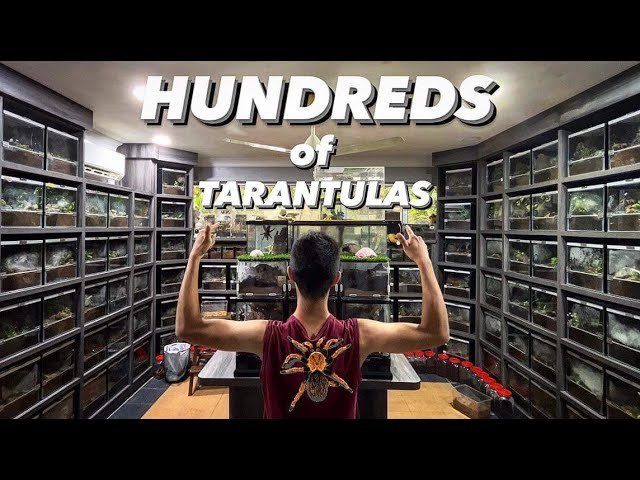 HOW can I keep up with HUNDREDS and HUNDREDS of TARANTULAS ?!!