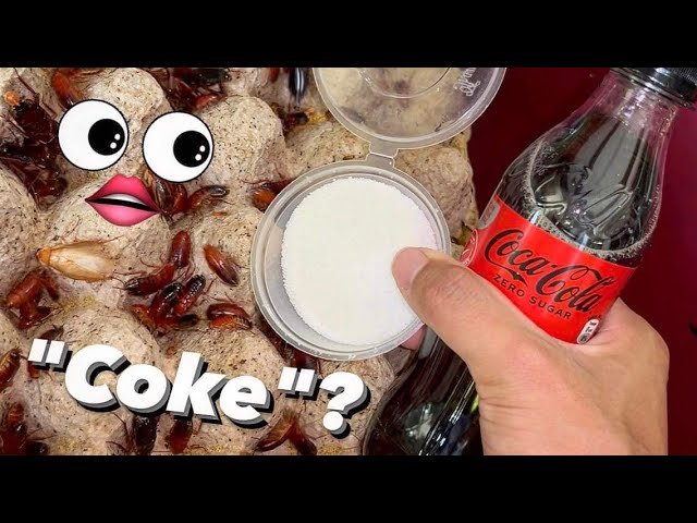 I’ve switched my Cockroaches to “Coke” 🤪 !!!