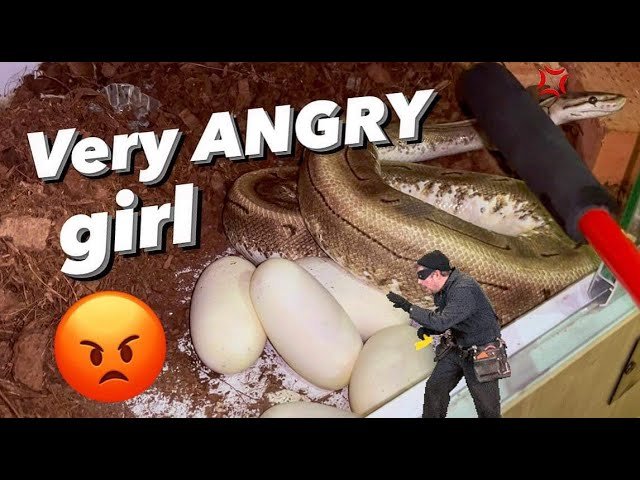 I stole my Snake’s eggs WHILE SHE WAS LAYING?!! I’m so sorry 🙏🏼