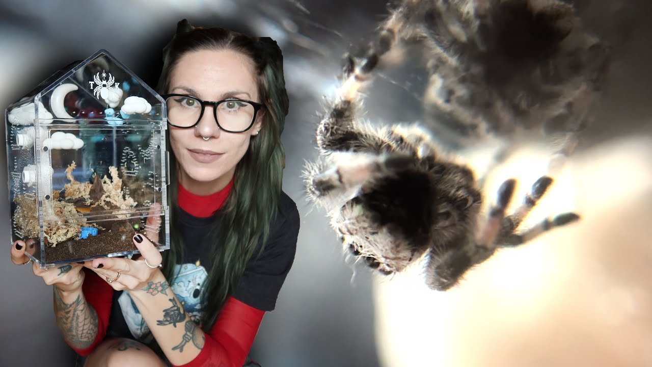 Will these JUMPING SPIDERS APPROVE?!.. Testing out my BRAND NEW ~DrEaMy~ Enclosures!