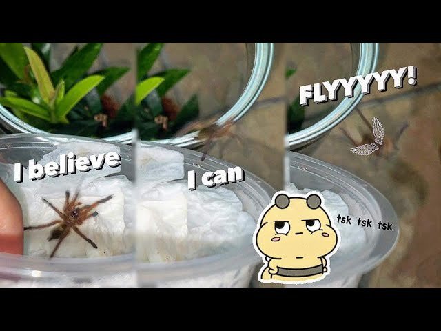 Unboxing a “FLYING” TARANTULA…. (at least that’s what he thinks) 🙄 #EveryoneCanDream i guess