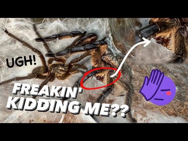 Tarantula “LIFE HACK” FAIL !!! ~ BIG MISTAKE Feeding Her before Pairing.