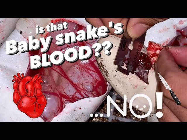 Baby Snake Cutting… GONE WRONG??? (Watch the whole video)