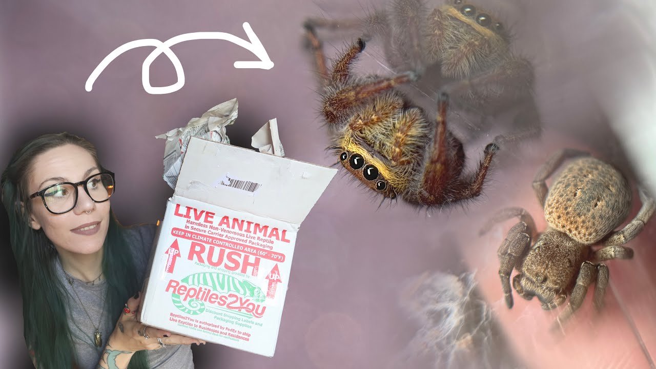 FINALLY Tom sent me these!!! UNBOXING *RARE* Brown Velvet Spiders I’ve never seen before.. AND MORE!