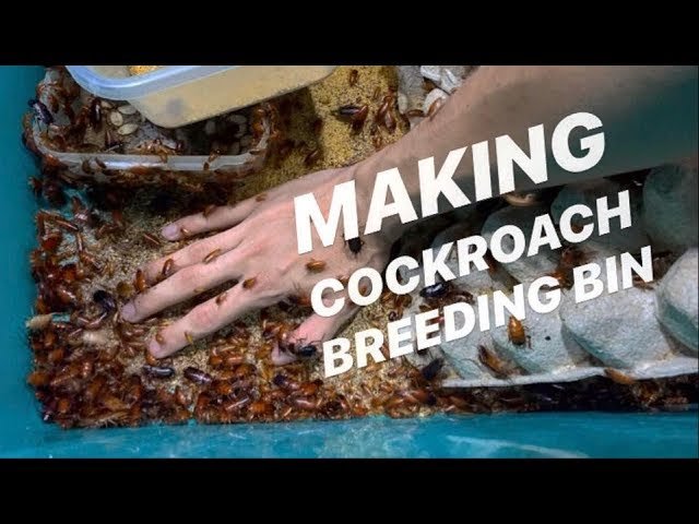 DIY ~ How to MAKE a budget COCKROACH BIN colony !!!