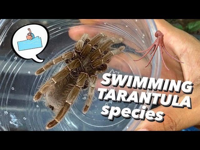 I read this TARANTULA can Swim & Catch fish !!!