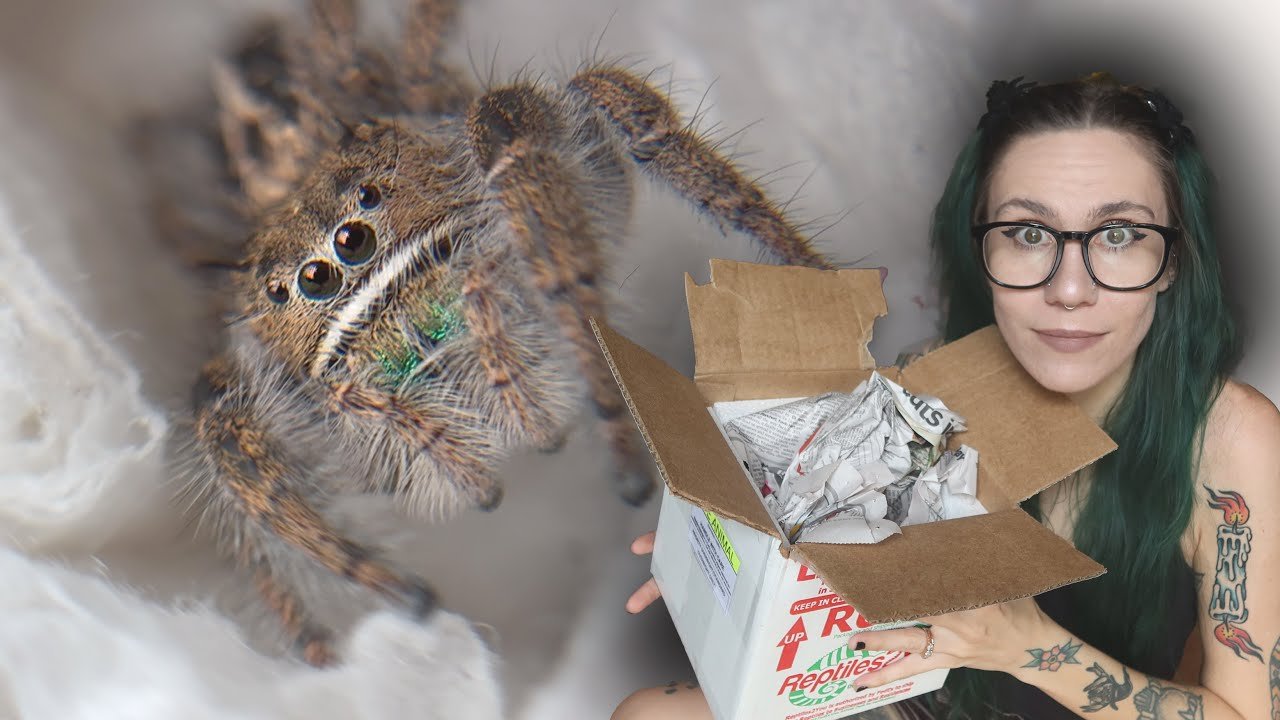 Unboxing A LOT (6!!!) of JUMPING SPIDERS & trying the NEW ✨glitter✨ Coffin Enclosures