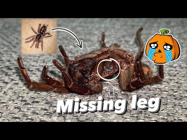 Our OG iconic tarantula is dead. :(