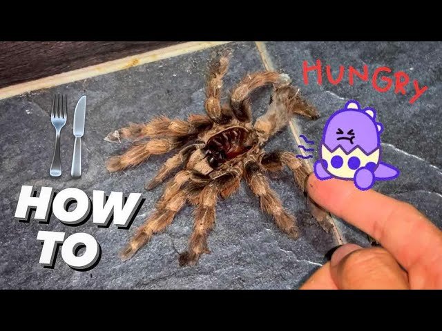 HOW TO STOP tarantulas from STARVING to D34TH !!! (feat. 2 “new” Pets)