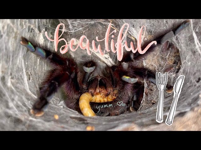 FEEDING my 'BEAUTIFUL' TARANTULAS !!!