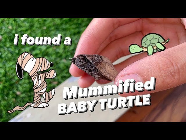 i Found a MUMMIFIED baby TURTLE in my House !!!