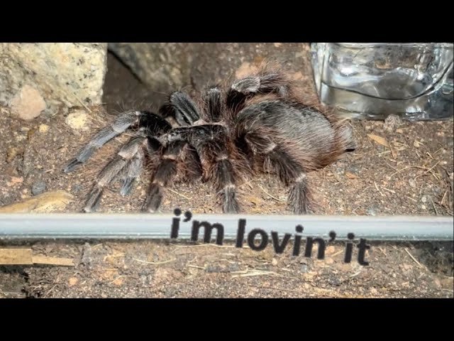 i LOVE when my Tarantulas do this !!!