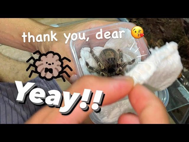 My Girlfriend brought me her Tarantulas !!!