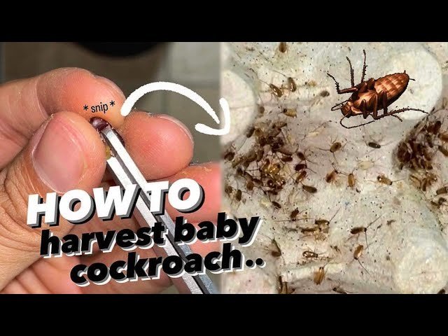 Harvesting THOUSANDS of Baby Cockroaches for Baby Tarantulas !!!