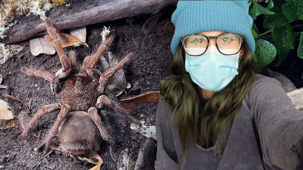 GIANT HISSING SPIDER gets the LARGEST ENCLOSURE BUILD I’VE EVER DONE – Goliath Bird Eating Tarantula