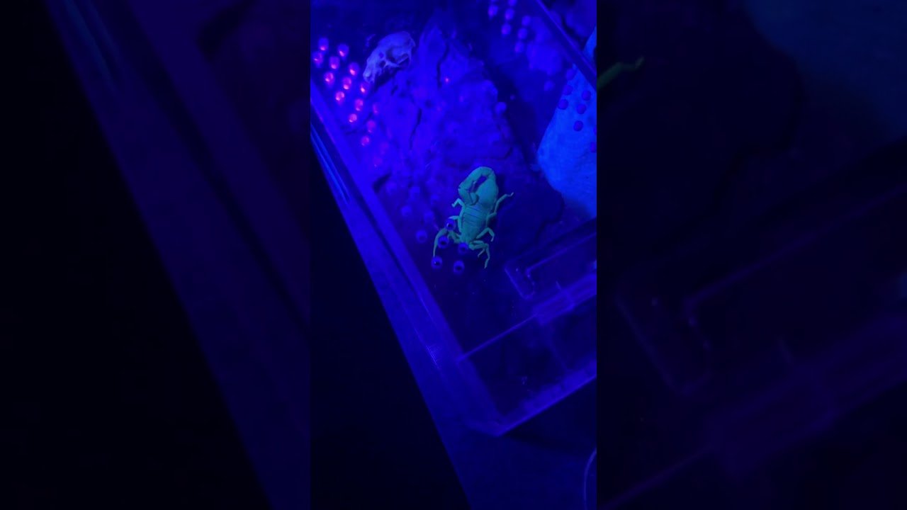 Her first time seeing a ‘Glowing’ Scorpion IN THE DARK  !!! 🦂