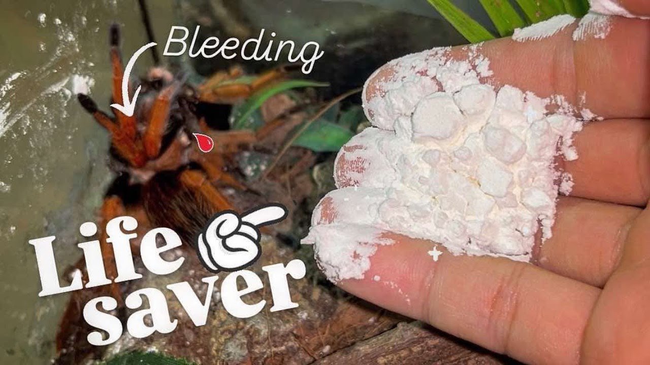 This WHITE POWDER will SAVE your Tarantula’s LIFE! ~ All keepers NEED it !!!