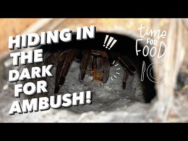 When GIANT TARANTULAS are HUNGRY !!! [ASMR]