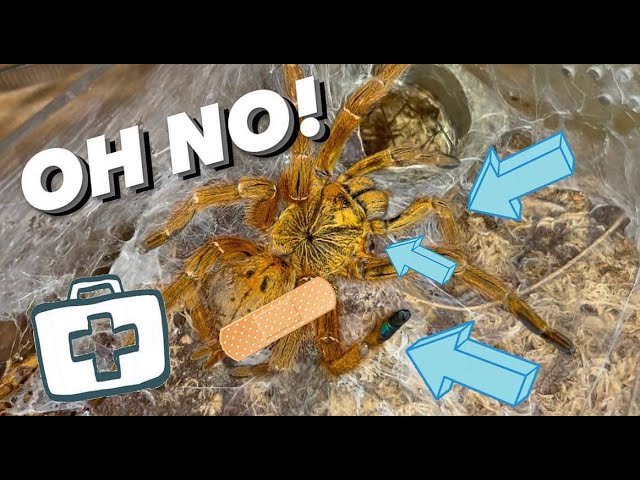 My Poor OBT tarantula is becoming Crippled and idk why :(