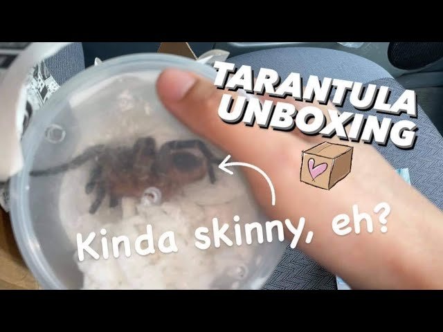 Tarantula Unboxing ~ A little on the skinny side :/