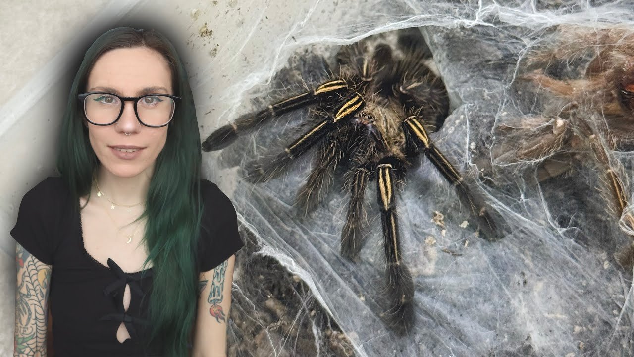 Let's ROAST Tarantula Collective (and coffee) + INTENSE Bird Eater Feeding, Skeleton Leg Rehouse!