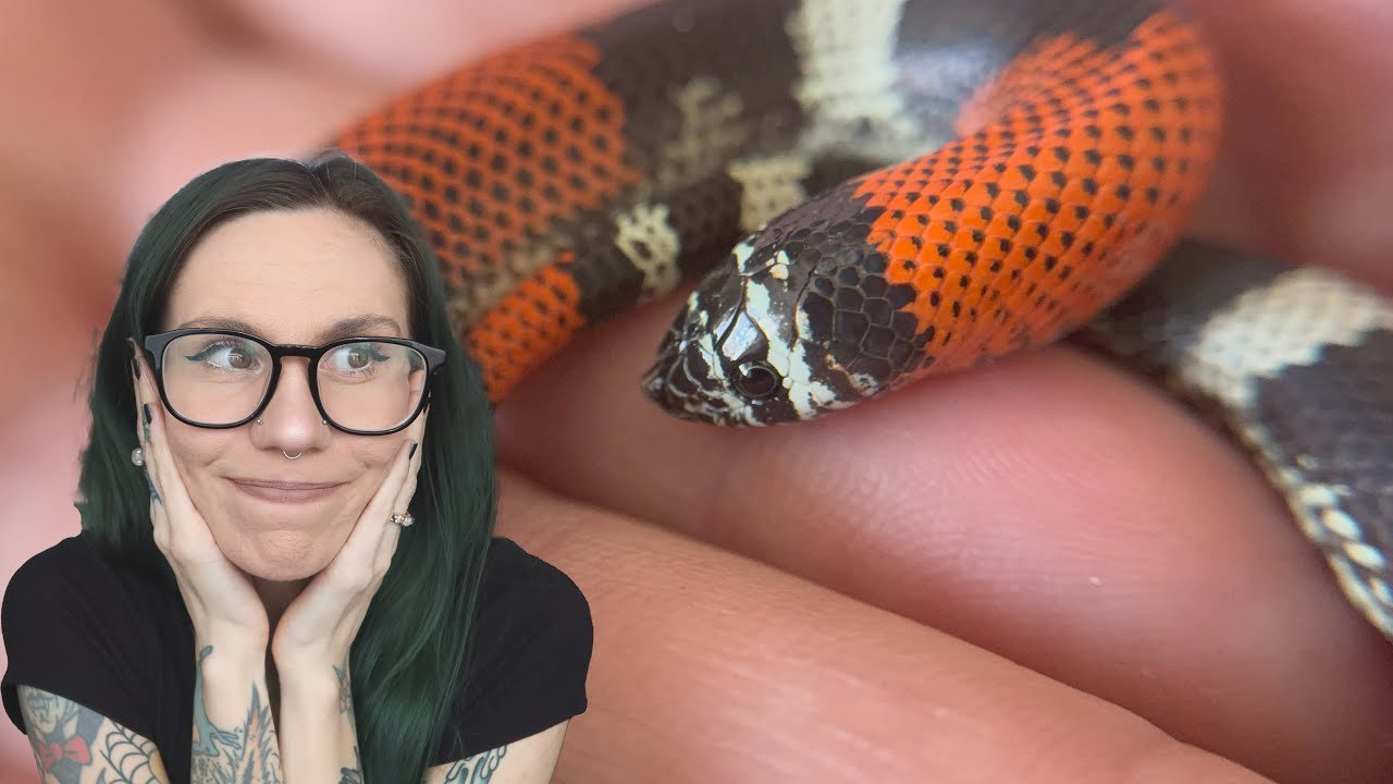 I LIED TO my husband .. Venomous Snake Unboxing (Tricolor Hognose)