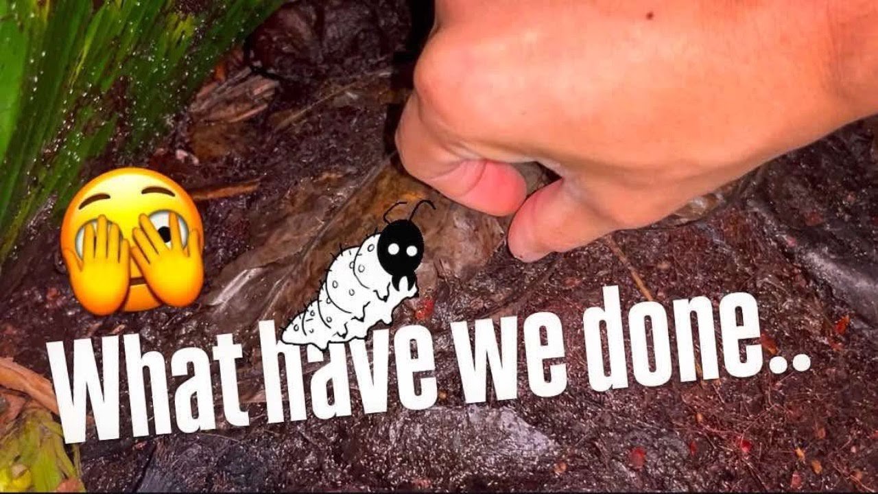 We accidentally STARTED a MAGGOT ecosystem !!! [JUNKrarium ep. 1]