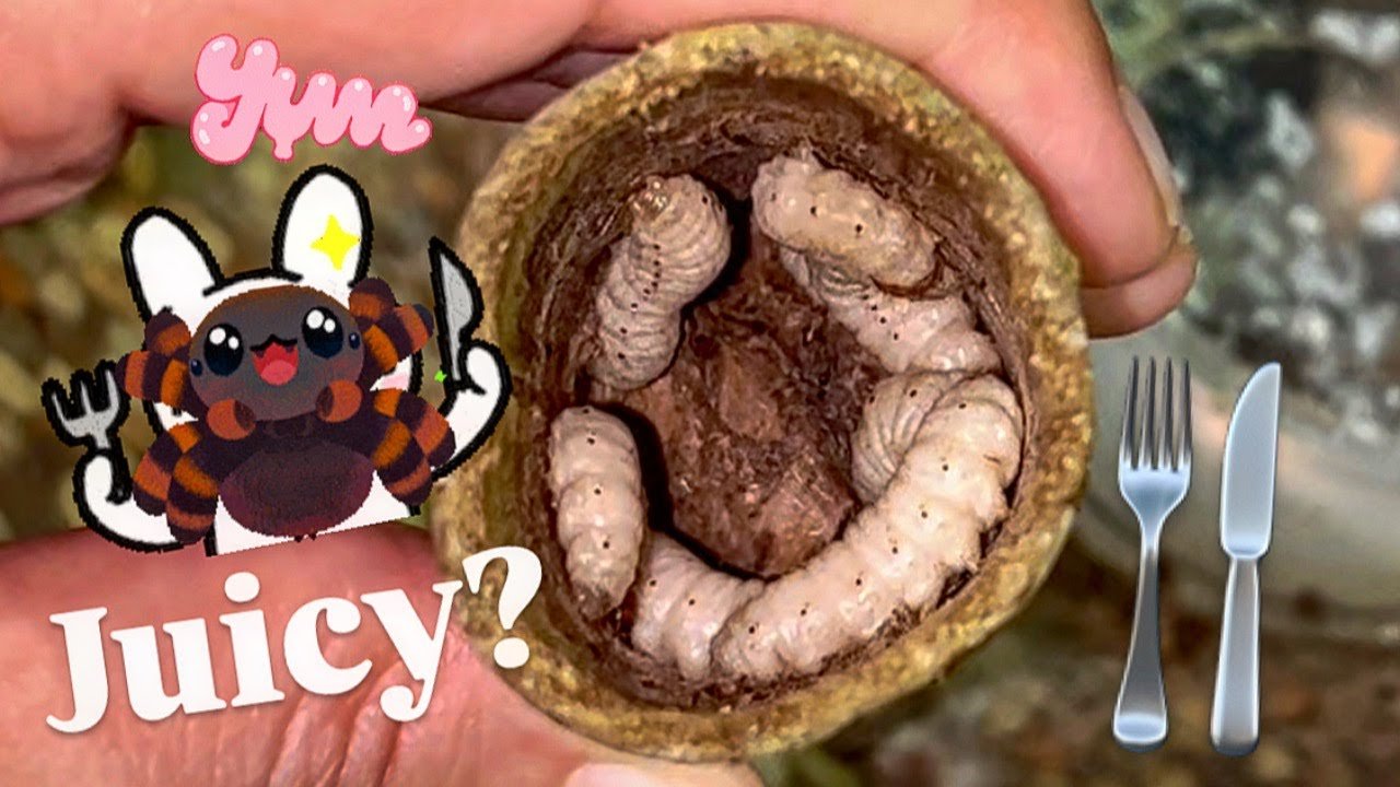 STICKY Bamboo Bitey MAGGOTS for my TARANTULAS !!!!!!!!1