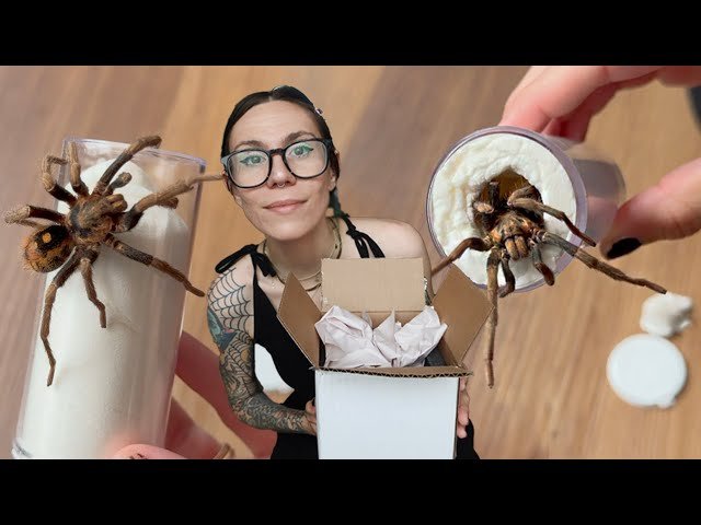 New BR33Ding Project!.. Unboxing RARE(ish) Mature Male Tarantula ~ Hapalopus vangoghi