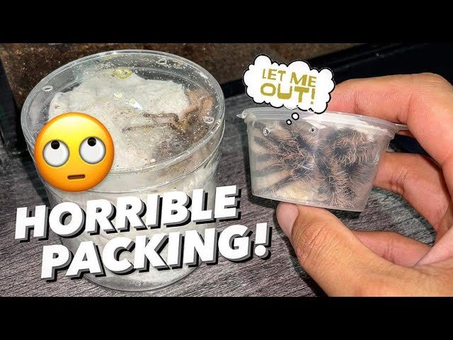 Had to do this quick TARANTULA UNBOXING to claim if Death on Arrival ..
