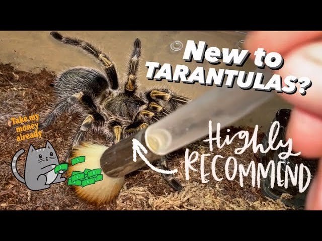I DID IT AGAIN ~ Bought my FIRST EVER TARANTULA SPECIES !!!