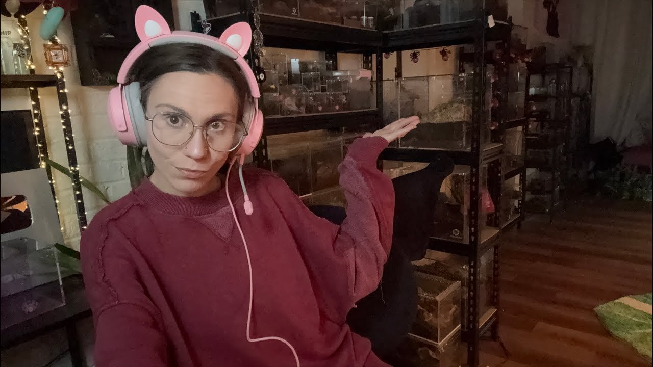 LIVE from the spider room: catch up!