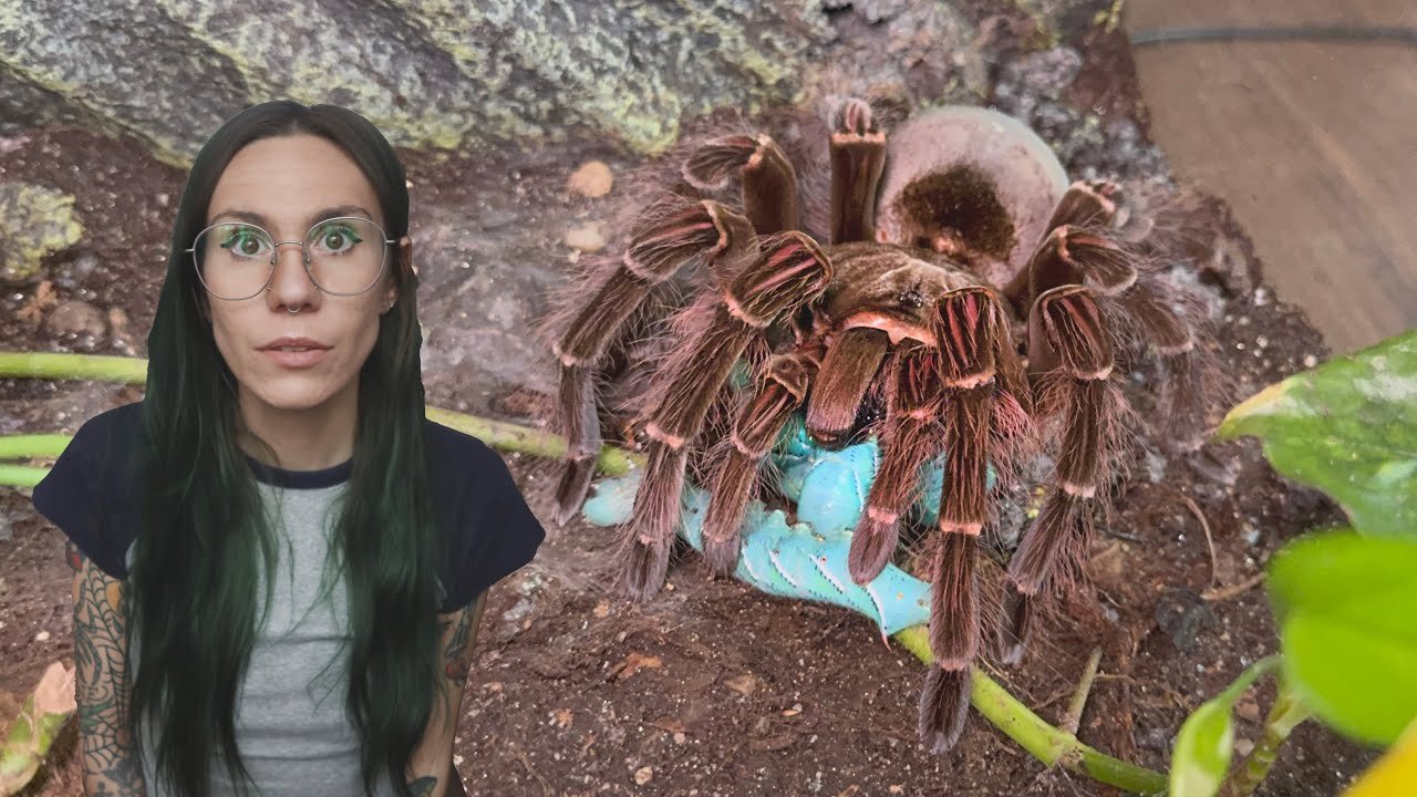 LARGEST TARANTULA SPECIES in the ENTIRE WORLD eats 4 GIANT Gummy Worms! Feeding ALL my Bird-Eaters!!