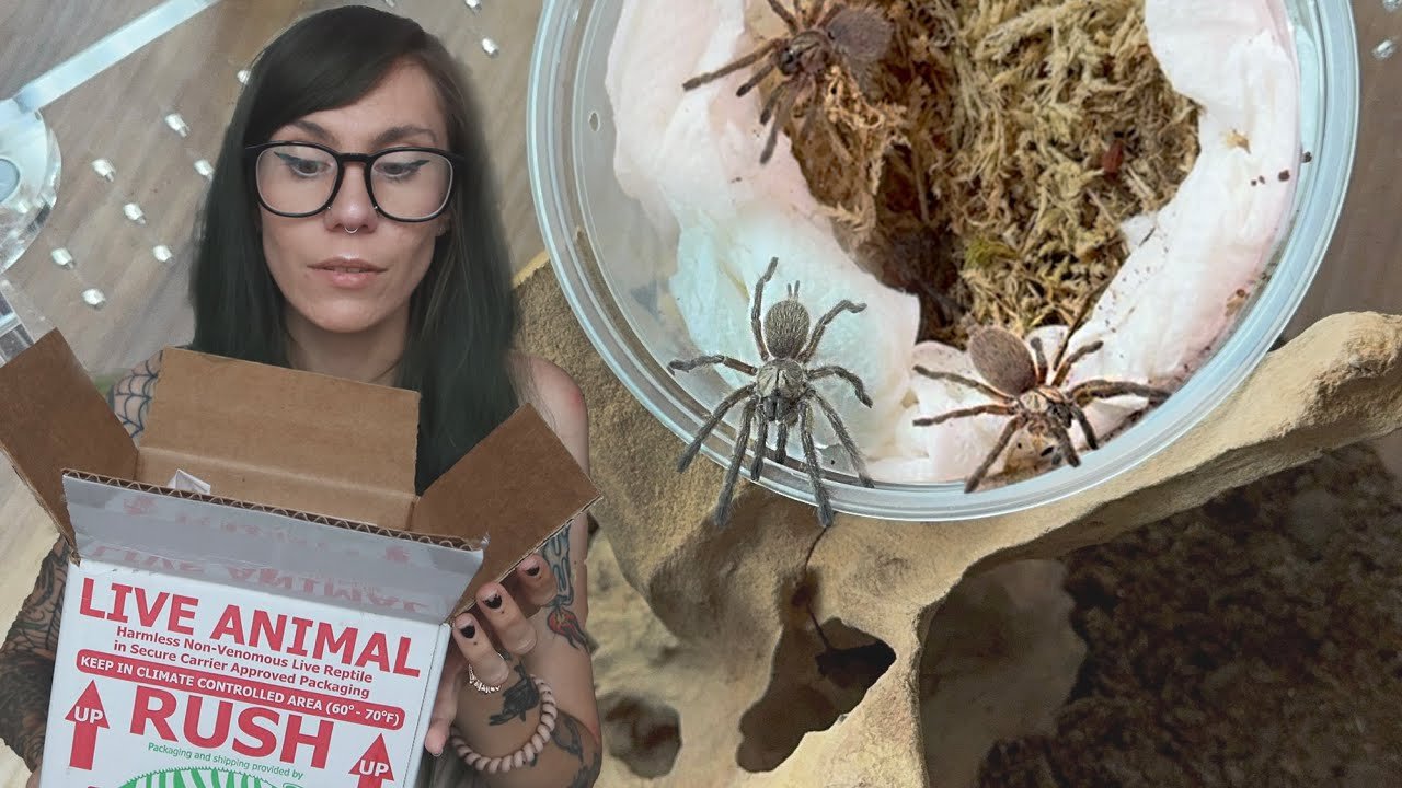 Outnumbered. *COMMUNAL* Baboon TARANTULA Unboxing!! Monocentropus balfouri from Fangz TV