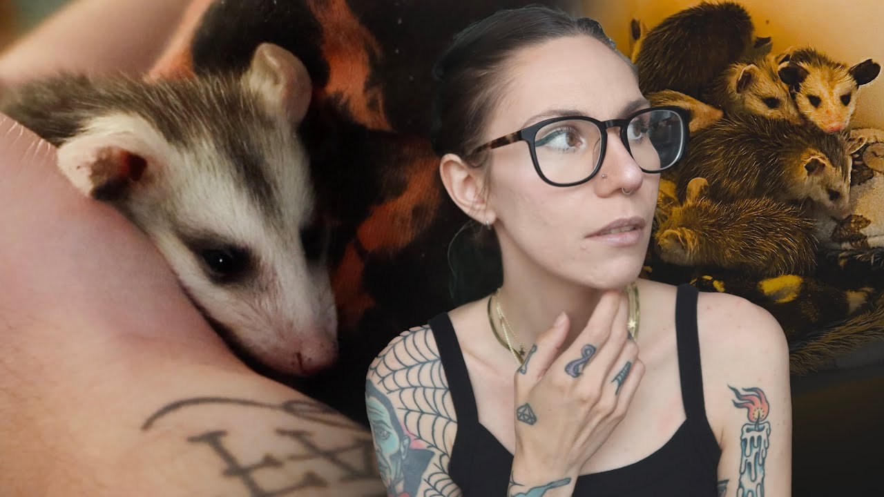 SAVING a baby opossum :(