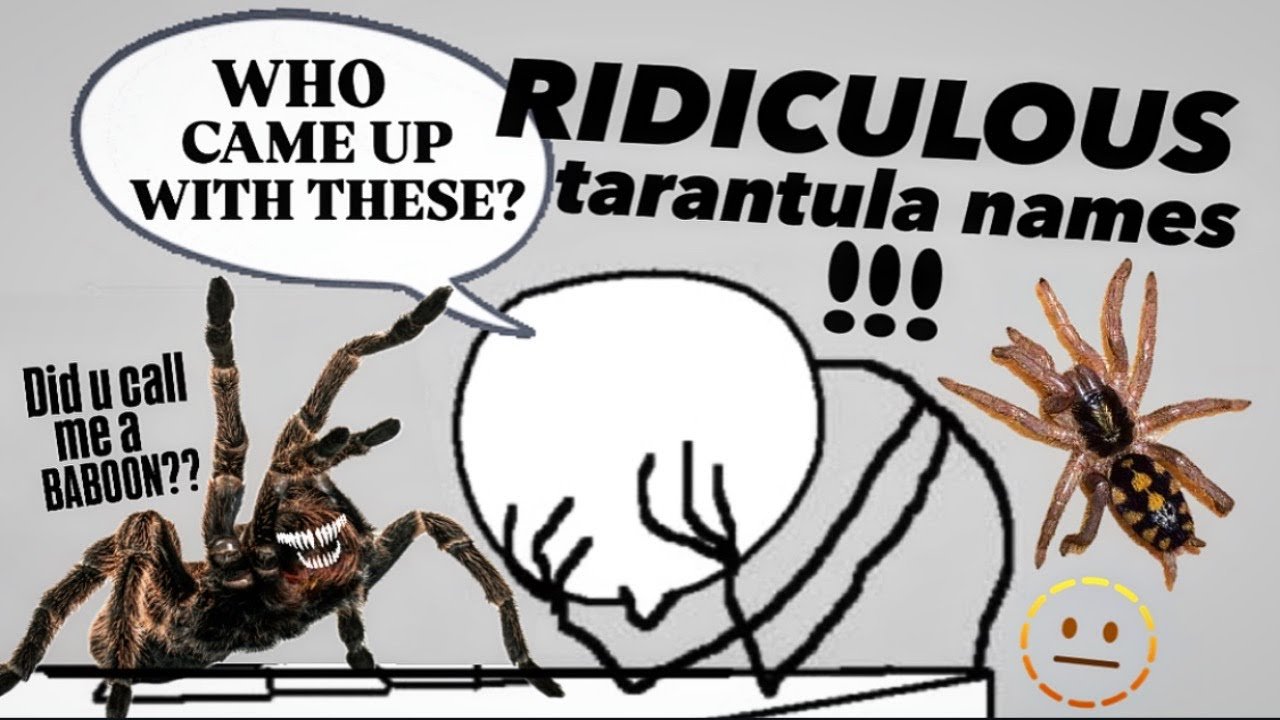 Tarantula names ARE A JOKE!!! (Watch till the end!) ~ Lets RENAME them!