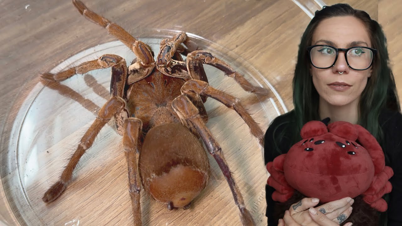 Something is WRONG with Zelda, my bird-eating tarantula. Enclosure refresh & *LIMITED JUMBO PLUSHIE*