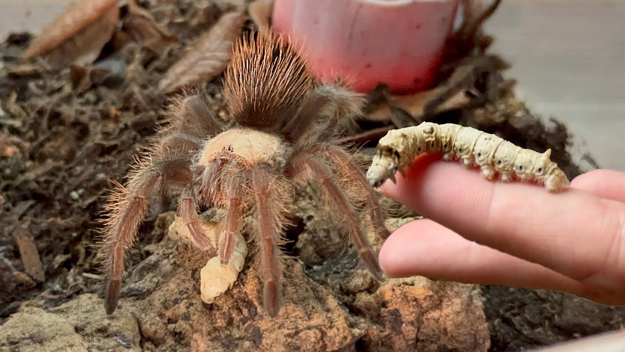 Convincing my spiders to eat $50 caterpillars
