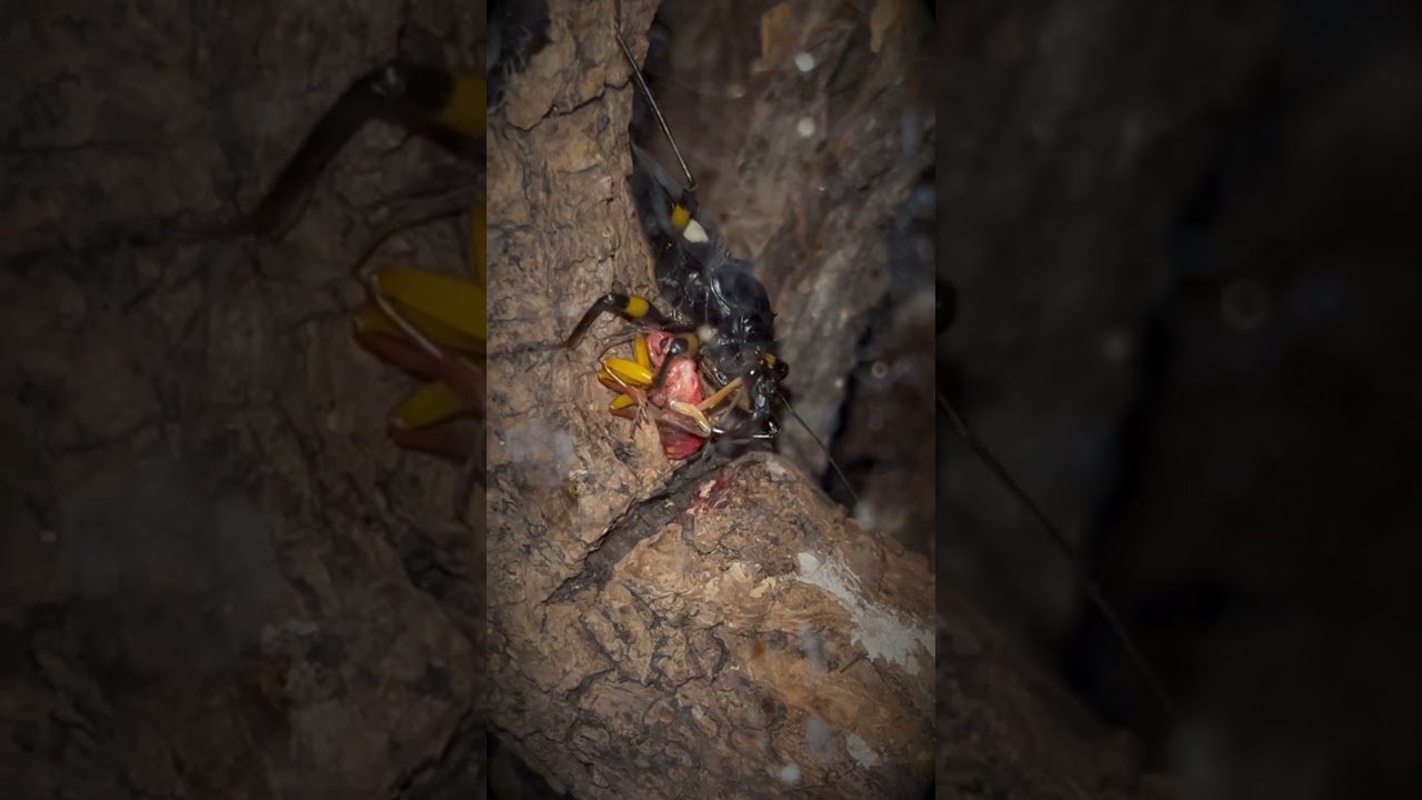 DISASTER! Assassin Bug ASSASSINATES own baby !!!