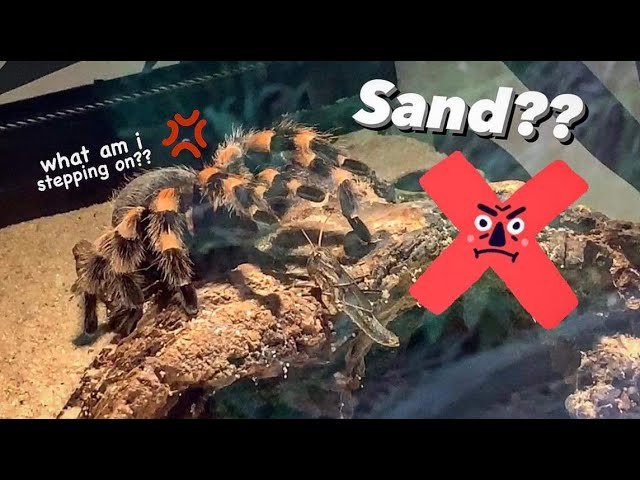 DO NOT put Tarantulas on SAND!