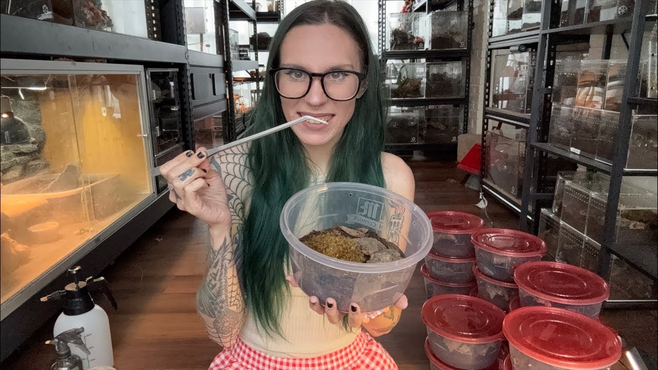 LIVE: feeding baby scorpions | weekly webcast