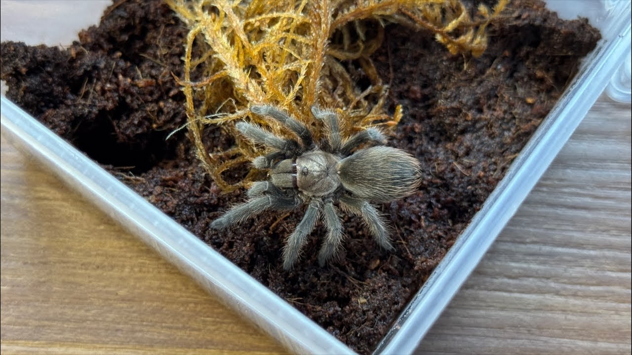 LIVE: NEW Aphonopelma pallidum rehouse