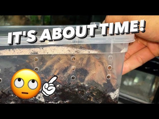 PAID for this Tarantula 6 months ago.. NOW ONLY ARRIVES!! RIDICULOUS!